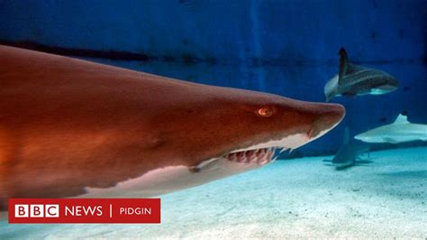 Video Of Shark Attack On Russian Man Off Egyptian Red Sea Coast Show Im