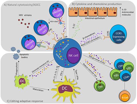 Frontiers Nk Cells In Hiv 1 Infection From Basic Science To Vaccine Strategies