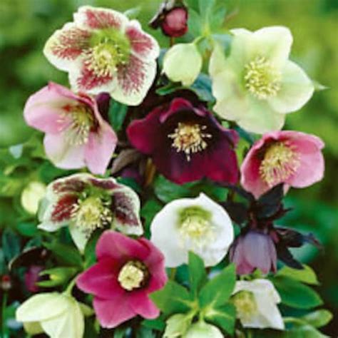 15 Helleborus Christmas Rose Flower Seeds Mix / Winter - Etsy