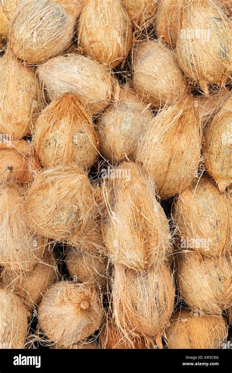 Many Old Brown Coconuts On A Pile Stock Photo Alamy