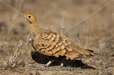 Photos And Pictures Of Chestnut Bellied Sandgrouse Pterocles Exustus