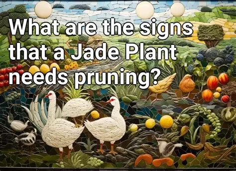 What are the signs that a Jade Plant needs pruning? – Agriculture.Gov ...