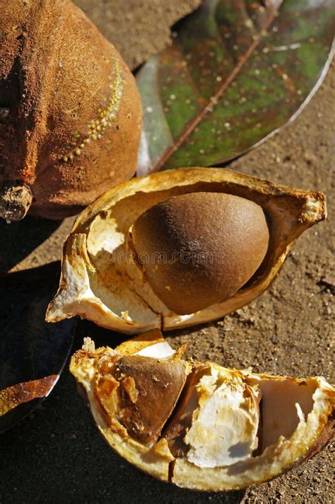 Sementes De Andiroba Ou De Andiroba Carapa Guianensis No Solo Foto De