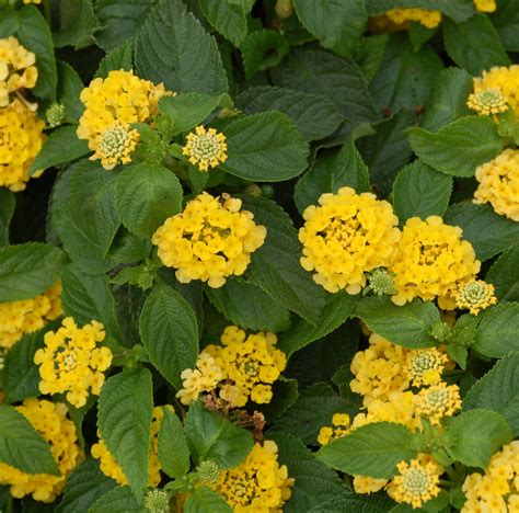 Yellow Lantana Michael Flaugh Landscape Architect