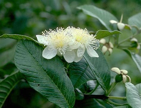 Psidium Guajava Flower