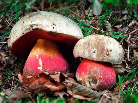 Сатанинский гриб (Boletus satanas) описание фото
