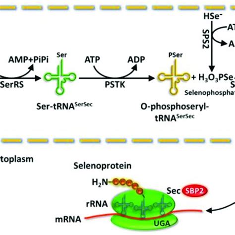 Selenoprotein Biosynthesis Pathway Serrs Catalyzes The Reaction