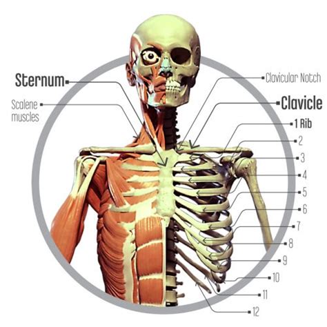 Pain In The Neck It Could Be An Elevated First Rib Your Body Posture