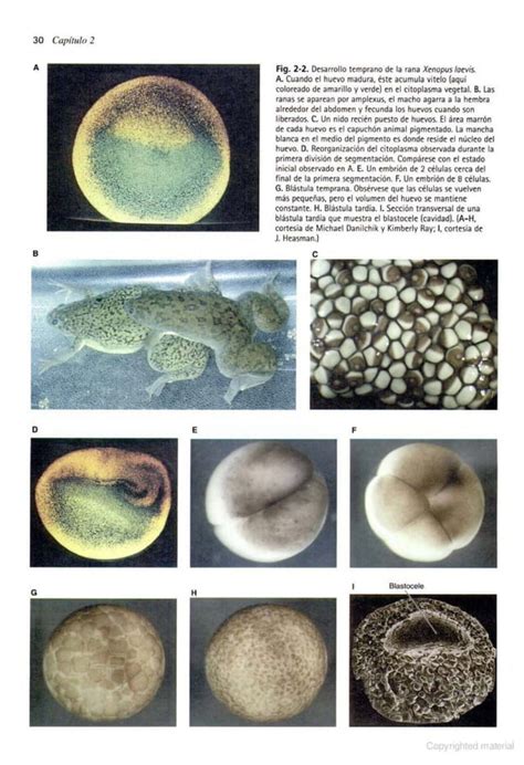 Biolog A Del Desarrollo Gilbert A Edici N Pdf