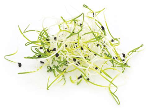 Nature S Roots Microgreens Sprouts Wheatgrass Onion Microgreens