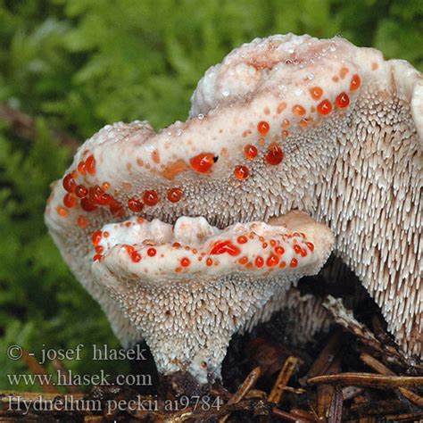 milozjam: Bleeding Tooth Fungus