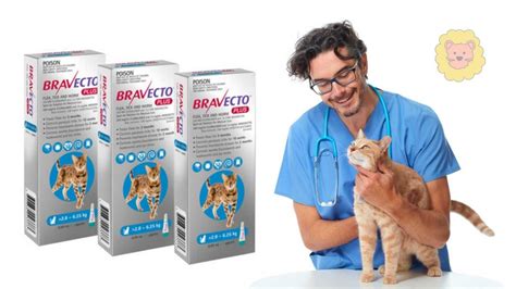 Bravecto Katze Kaufen Ohne Rezept Geht Das Tierewissen