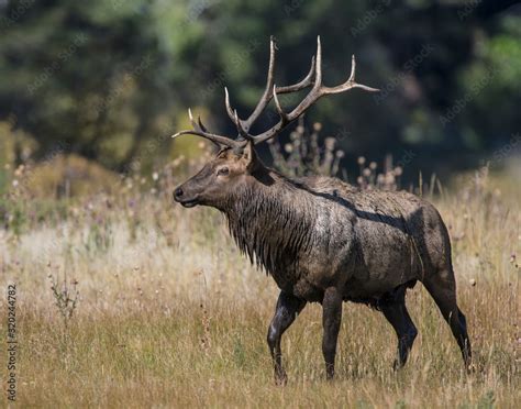 Bull Elk Covered In Mud In The Rocky Mountains Stock Photo Adobe Stock