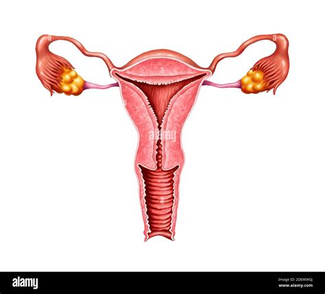 Detailed Anatomical Diagrams Hi Res Stock Photography And Images Alamy