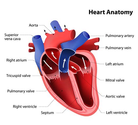 Explaining the Cardiovascular System