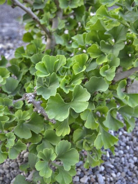 Ginkgo Biloba Mariken Dwarf Ginkgo 5 Ginkgo Biloba Ginkgo Plants