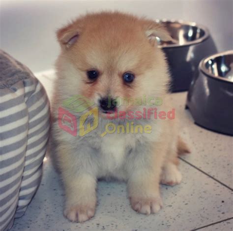 For Sale Purebred Teacup Pomsky Puppies Available For Good Kinston
