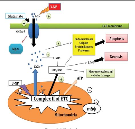 Figure 2 From Neuroprotective Strategies Of Solanesol In Mitochondrial