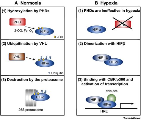 Revisiting The HIF Switch In The Tumor And Its Immune Microenvironment