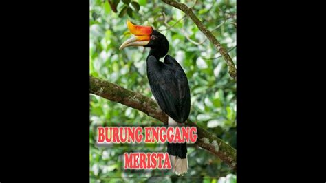 Burung Enggang Merista Lagu Bahasa Kutai Kalimantan Timur Youtube