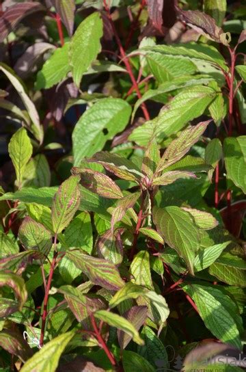 Cornus Alba Siberian Pearls Dere Bia Y