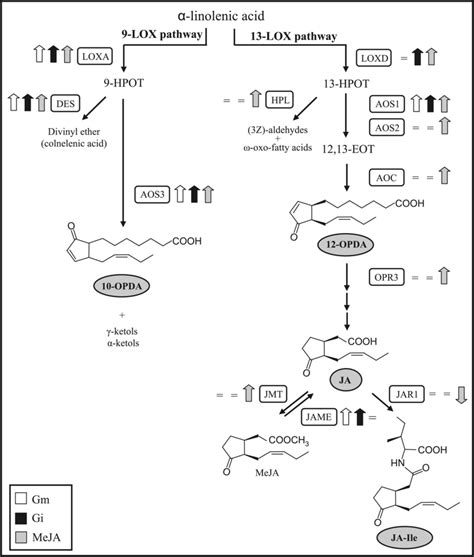 Induction Of The Oxylipin Biosynthethic Pathway In Arbuscular