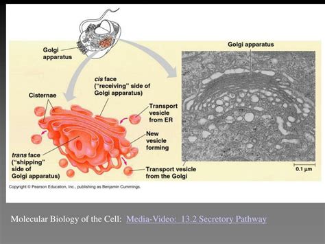 Ppt Chapter A Tour Of The Cell Powerpoint Presentation Free