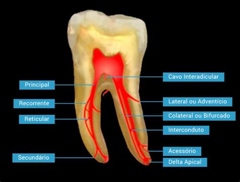 Dentista Responde 3 3 Questões De Concurso Público Respondidas E