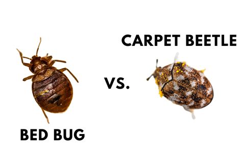 Bed Bugs Vs Carpet Beetles Pestqueen