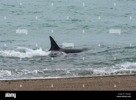 Whale Hunting Hi Res Stock Photography And Images Alamy