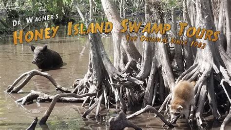 Dr Wagners Honey Island Swamp Tour Adventures With Satori Youtube