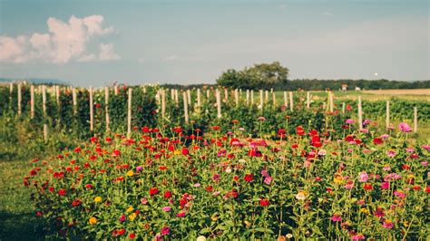 Keys To Starting A Cut Flower Farm