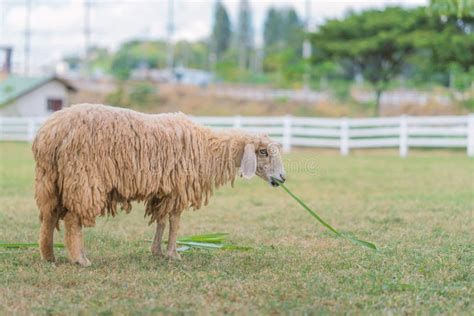 Long wool sheep stock image. Image of nature, farming - 2910617