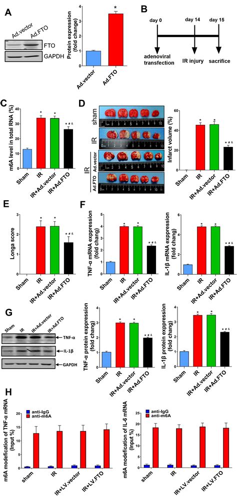 Downregulated Fto Promotes Microrna Mediated Inflammatory Response