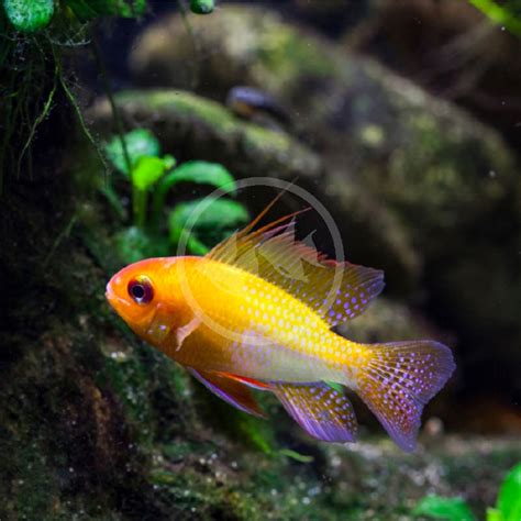 CICHLID RAM GERMAN GOLD Mikrogeophagus Ramirezi Aquatics Unlimited