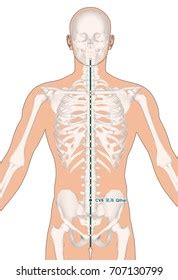 Drawing Skeleton Acupuncture Point Cv6 Qihai Stock Illustration ...