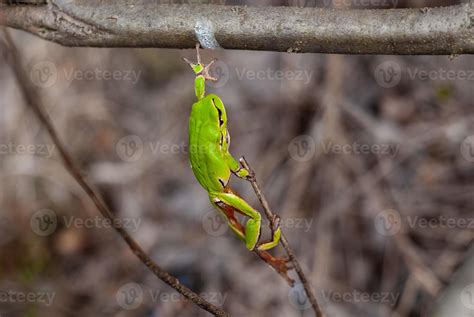 European tree frog reaching for a branch in natural habitat, small tree frog in the woods. Hyla ...