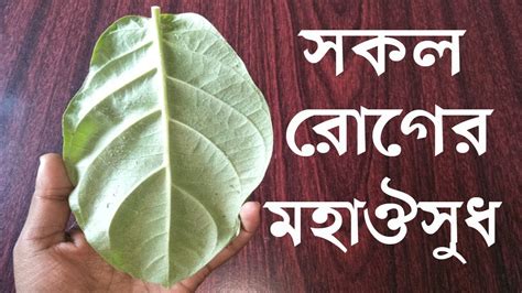 যদি কোথাও এই গাছটি দেখতে পানতাহলে চুপ করে তুলে বাড়িতে নিয়ে আসুনএর