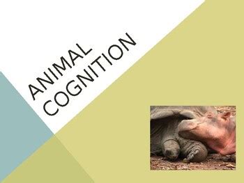 Psychology: Animal Cognition PowerPoint by Transformation Teaching