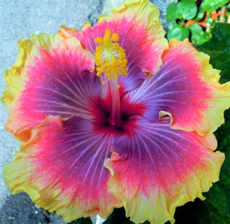 Tropical Hibiscus Hybrid 3 Hibiscus Sp Rare Plant Seeds Whimsy