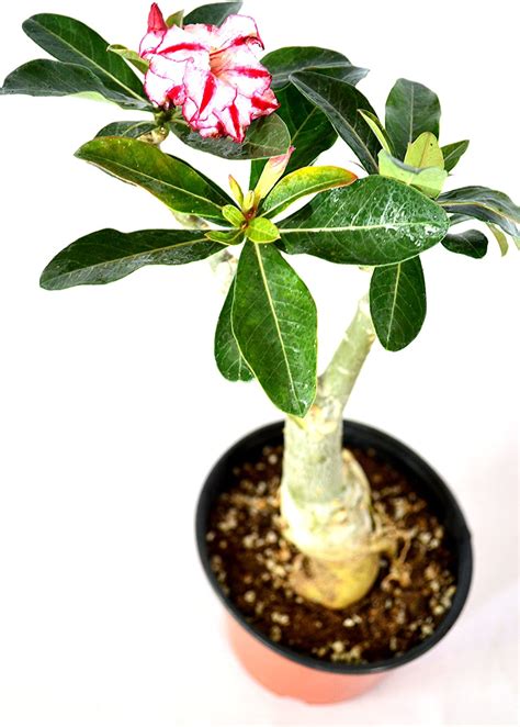 5 7 Inch Live Plant Harry Potter Desert Rose Live Plant Ornament