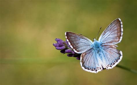 Butterfly Full HD Fond d écran and Arrière plan 1920x1200 ID 462694