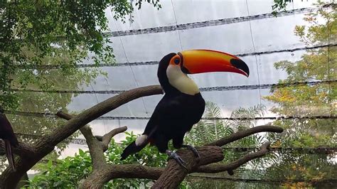 Toco Toucan Fragile Forest Singapore Zoo Hksfminerva Youtube