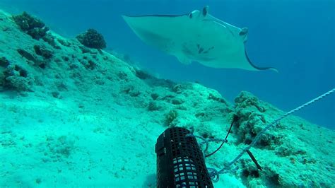 Baited camera highlights from the Papahānaumokuākea Marine National ...