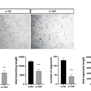 Downregulated YAP induces cell apoptosis and blocks cell cycle ... 