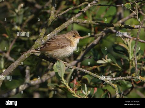 Marsh Warbler Acrocephalus Palustris Adult Male In Sallow Bush Eccles