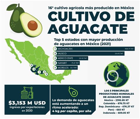 Aguacate Ascenza