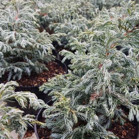 Conifer Chamaecyparis Lawsoniana Ellwoodii Dwarf ScotPlants Direct UK