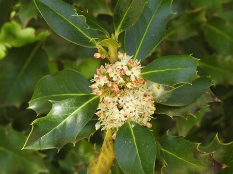 Ilex Aquifolium Jbclm