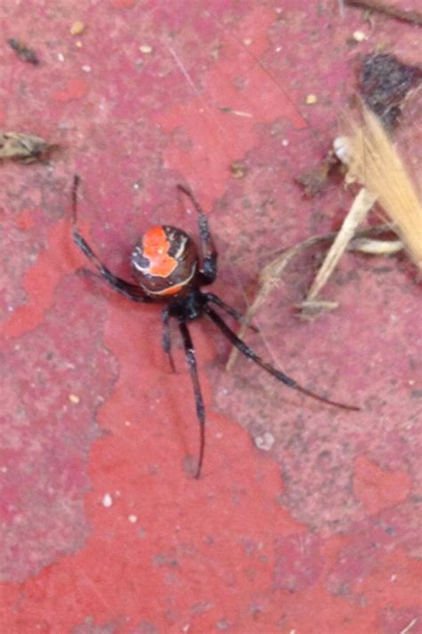 A red back? Western Australia. : r/spiders